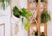 Ez a 6 növény szinte elpusztíthatatlan – kezdőknek is ideális